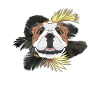Bouledogue anglais Golden Dog