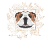 Bouledogue anglais Golden Dog