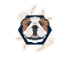 Golden Dog English Bulldog