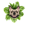 Tropical French Bulldog