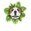 Tropical English Bulldog
