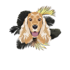 Golden Dog Cocker Anglais Spaniel