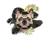 Golden Dog French Bulldog