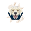 Golden Dog Golden Retriever