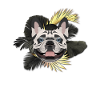 Golden Dog French Bulldog