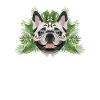 Tropical French Bulldog