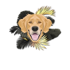 Golden Dog Golden Retriever