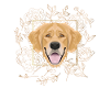 Golden Dog Golden Retriever