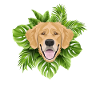 Tropical Golden Retriever