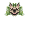 Tropical French Bulldog