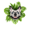 Tropical French Bulldog