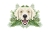 Tropical Golden Retriever