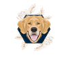 Golden Dog Golden Retriever