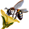 Industrious bee