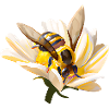 Industrious bee