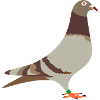 Racing pigeon red brown