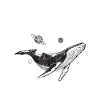 Orka orka spotten Orka walvissen spotten