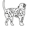 Dalmatian Dog Lovers Cadeau