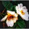 Flowers in Rain
