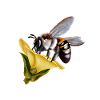 Give Bees a Chance