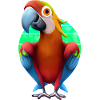 Macaw