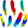 Plumes de perroquet