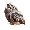 Potoo Eule