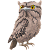 Potoo - the night hunter