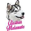 Alaskan Malamute