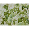 Hedera Helix