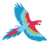 Macaw