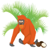 Orangutan