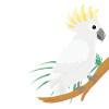 Cacatoès