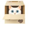 Curious kitten in a box