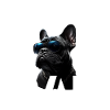 Daddy Dog