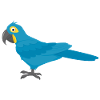 Hyacinth Macaw