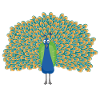 Peacock