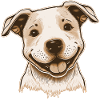 American Staffordshire Terrier