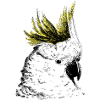 Cockatoo
