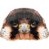 oberteil mit vogelprint, falkenkopf