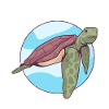 Turtle Turtle Aquatic turtle