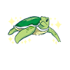 Turtle Turtle Aquatic turtle