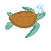 Turtle Turtle Aquatic turtle