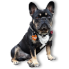 French Bulldog - all our happiness ...