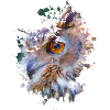 Eule