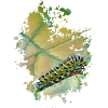 Raupe