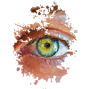 Auge