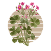 Oxalis Sauerampfer Naturliebhaber