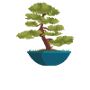 Bonsai Tree