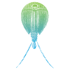 Triops Lebendes Fossil Urzeitkrebs